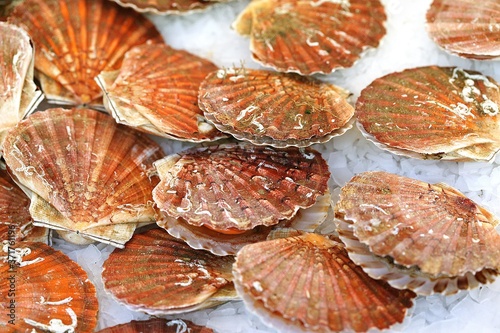 Fresh Scallops on Ice, pecten maximus