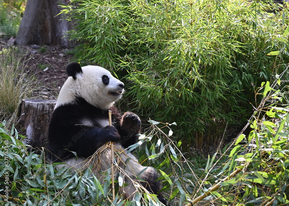 Fototapeta premium giant panda eating bamboo