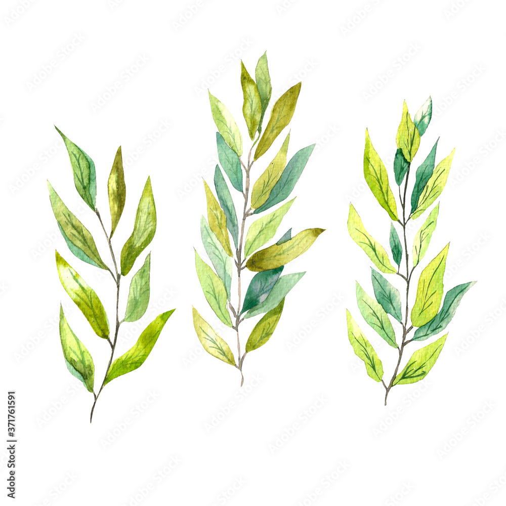 Watercolor illustration. Set of green sprigs of laurel. Watercolor illustration. Set of green sprigs of laurel.