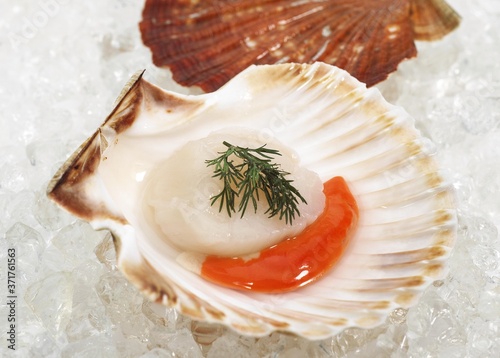 Fresh Scallops and Dill, pecten maximus on Ice