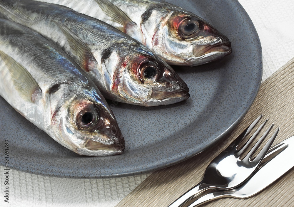 Plate with Fresh Horse Mackerel, trachurus trachurus Plate with Fresh Horse Mackerel, trachurus trachurus
