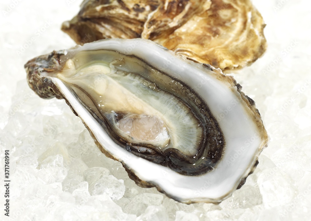 French Marennes d'Oleron Oysters, ostrea edulis on Ice French Marennes d'Oleron Oysters, ostrea edulis on Ice