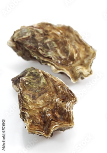 French Marennes d'Oleron Oysters, ostrea edulis against White Background
