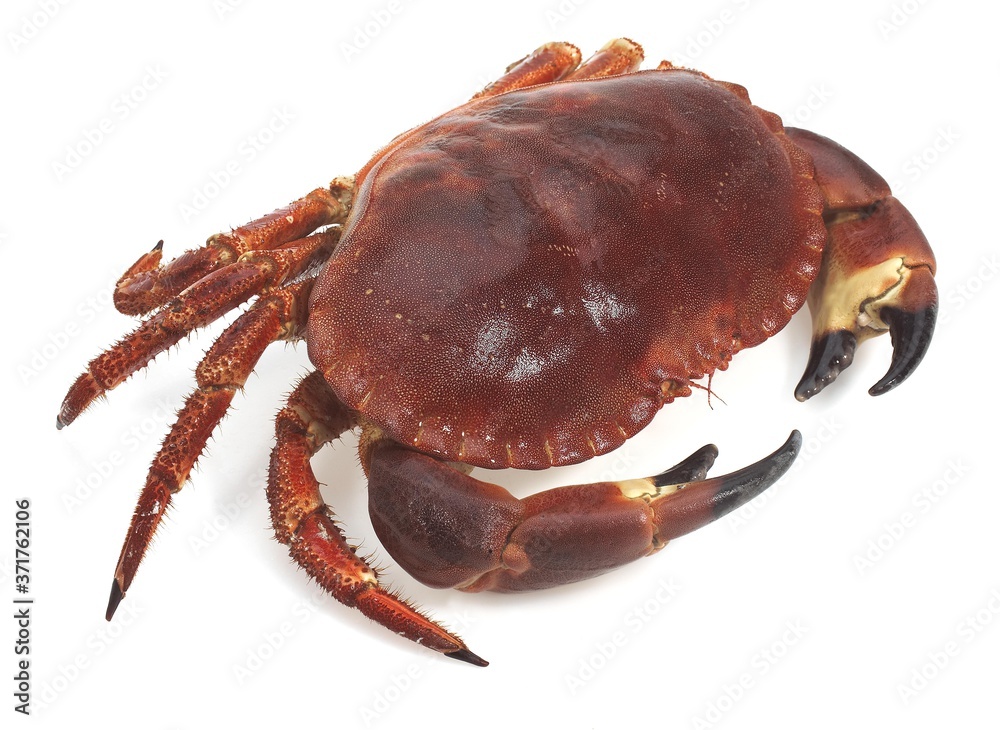Fresh Edible Crab, cancer pagurus against White Background Fresh Edible Crab, cancer pagurus against White Background