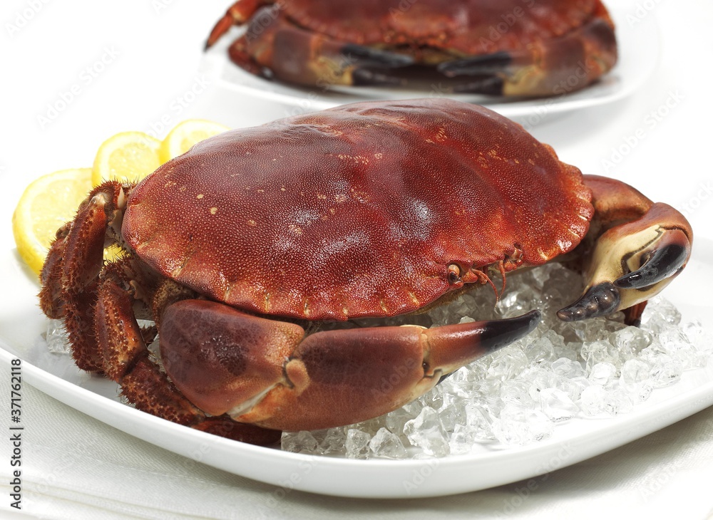 Fresh Edible Crab, cancer pagurus on Ice Fresh Edible Crab, cancer pagurus on Ice