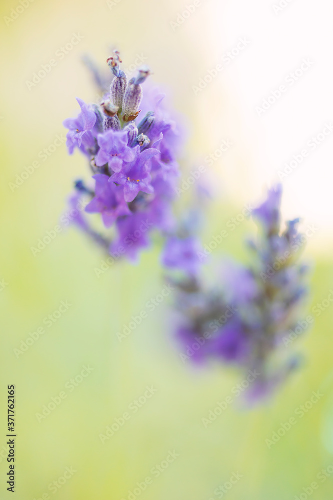 Fototapeta premium Close-up of lavender flower, natural background