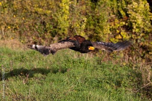 Bateleur Eagle, terathopius ecaudatus, Adult in Flight