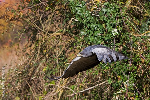 Black-Chested Buzzard-Eagle, geranoaetus melanoleucus, Adult in Flight