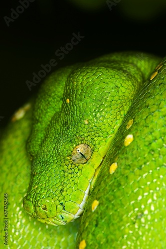 Green Tree Python, morelia viridis, close up of Head