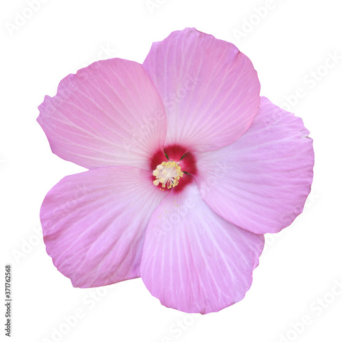 Hibiscus pink flower on isolated white background. © Марина Миколута
