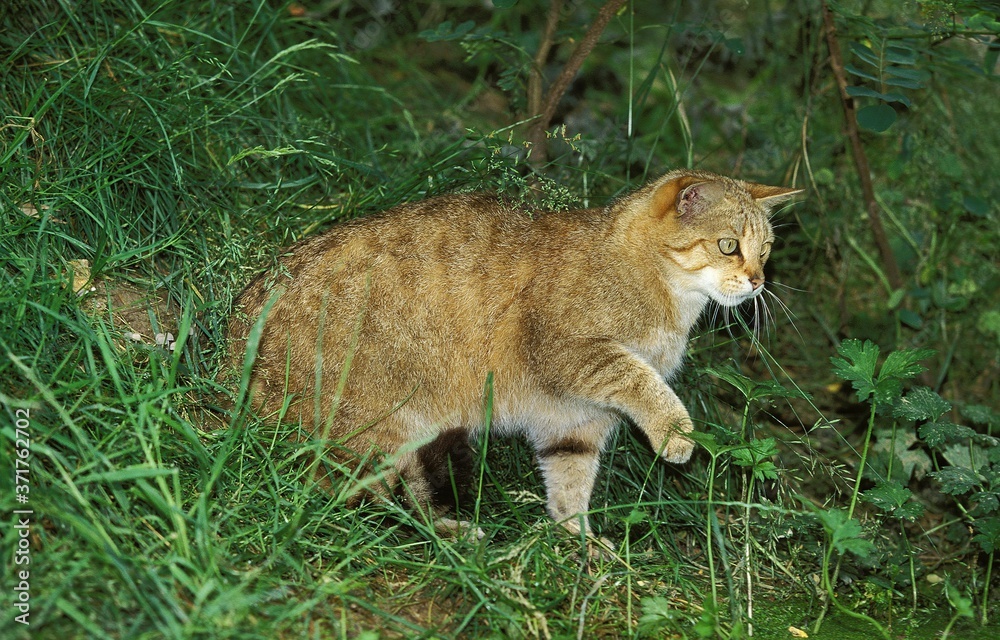 Obraz premium European Wildcat, felis silvestris with Leg up