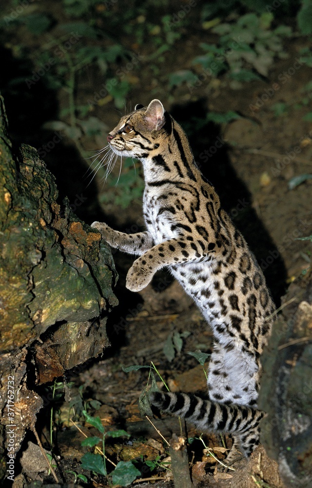 Obraz premium Margay Cat, leopardus wiedi, Adult standing on Hind Legs