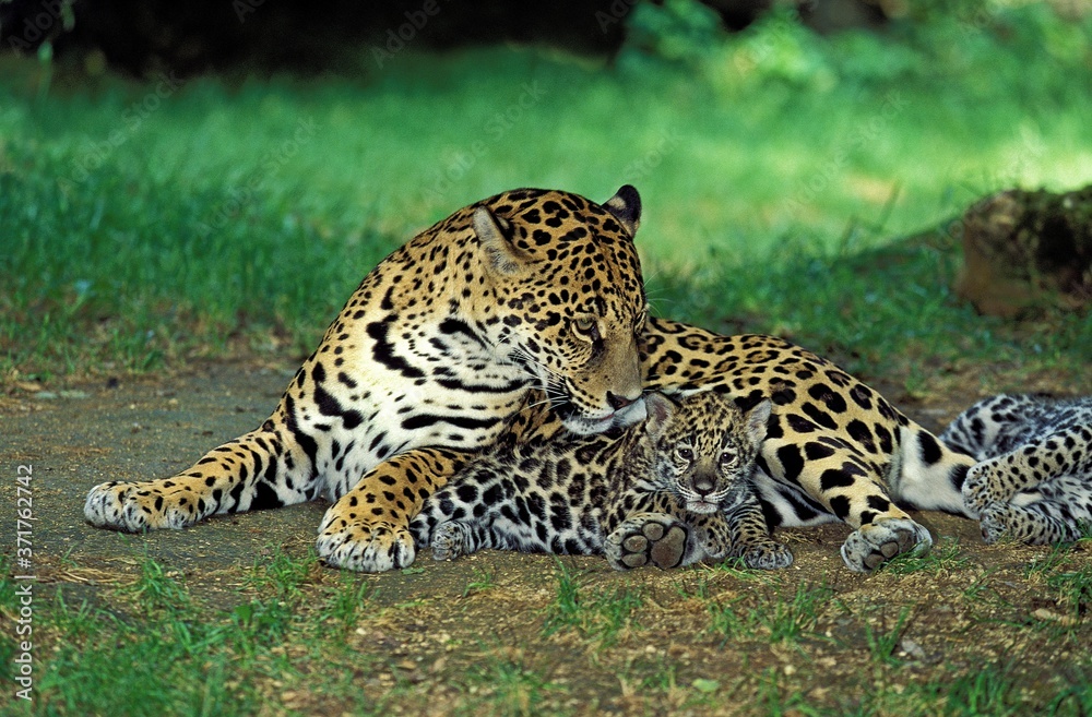 Jaguar, panthera onca, Mother with Cub Jaguar, panthera onca, Mother with Cub