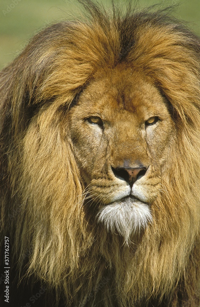 African Lion, panthera leo, Portrait of Male