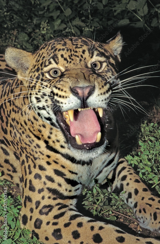 Jaguar, panthera onca, Female in Defensive Posture