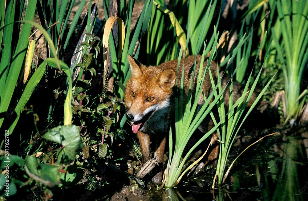 Red Fox, vulpes vulpes, Adult entering Water, Normandy