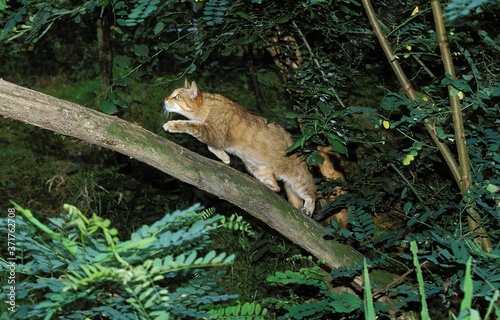 European Wildcat, felis silvestris walking on Branch