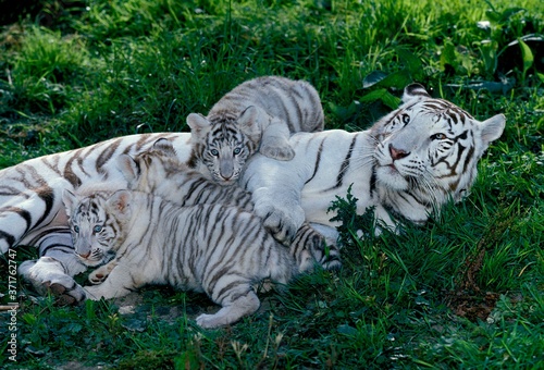 White Tiger, panthera tigris, Mother and Cub