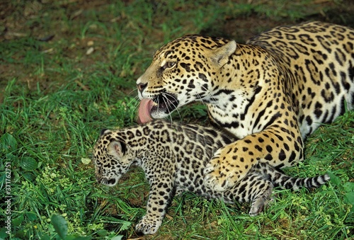 Jaguar  panthera onca  Mother Licking Cub