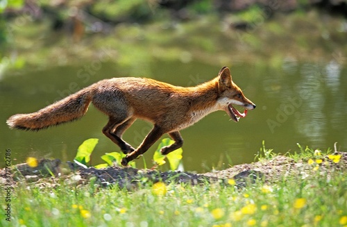 Red Fox, vulpes vulpes, Adult running, Normandy photo