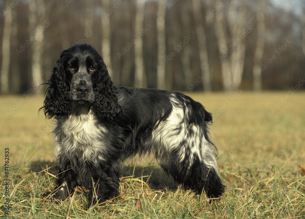 English Cocker Spaniel, Dog standing on Grass English Cocker Spaniel, Dog standing on Grass