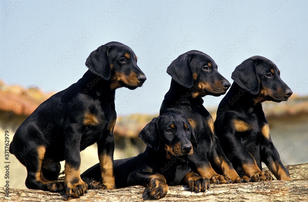 Fototapeta Dobermann Dog or Dobermann Pinscher, puppies