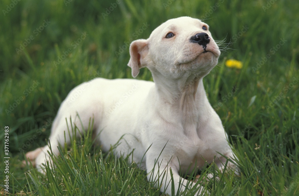 Argentinian Mastiff Dog (Old Standard Breed with Cut Ears), Pup