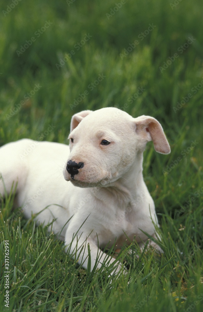 Argentinian Mastiff Dog (Old Standard Breed with Cut Ears), Pup Argentinian Mastiff Dog (Old Standard Breed with Cut Ears), Pup