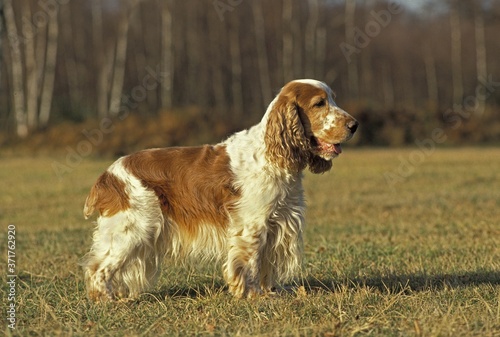 Bilde på lerret English Cocker Spaniel, Dog standing on Grass
