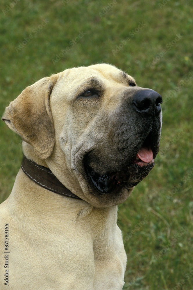 Male Fila Brasileiro, a Dog Breed from Brazil