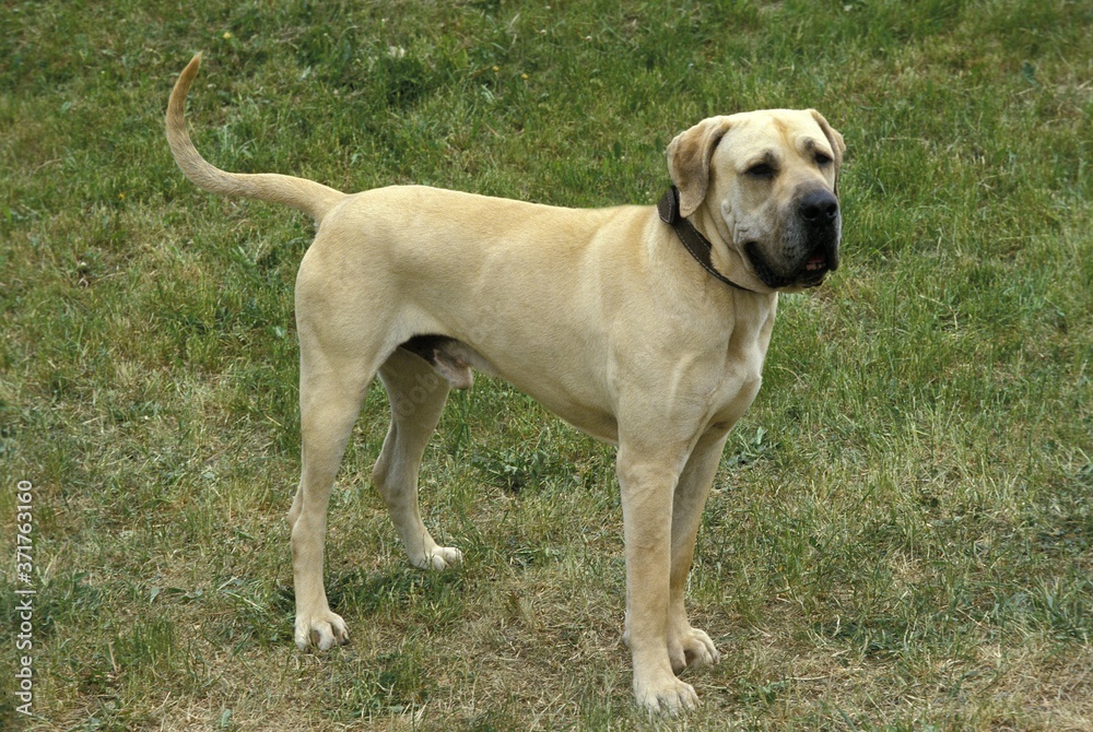 Male Fila Brasileiro, a Dog Breed from Brazil