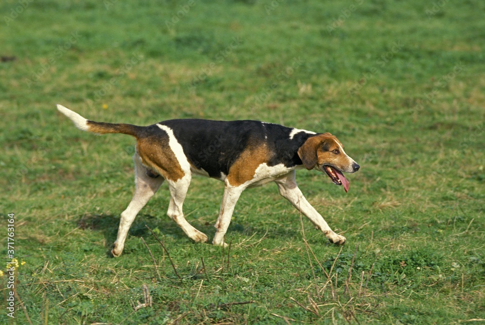 English Foxhound Dog standing on grass