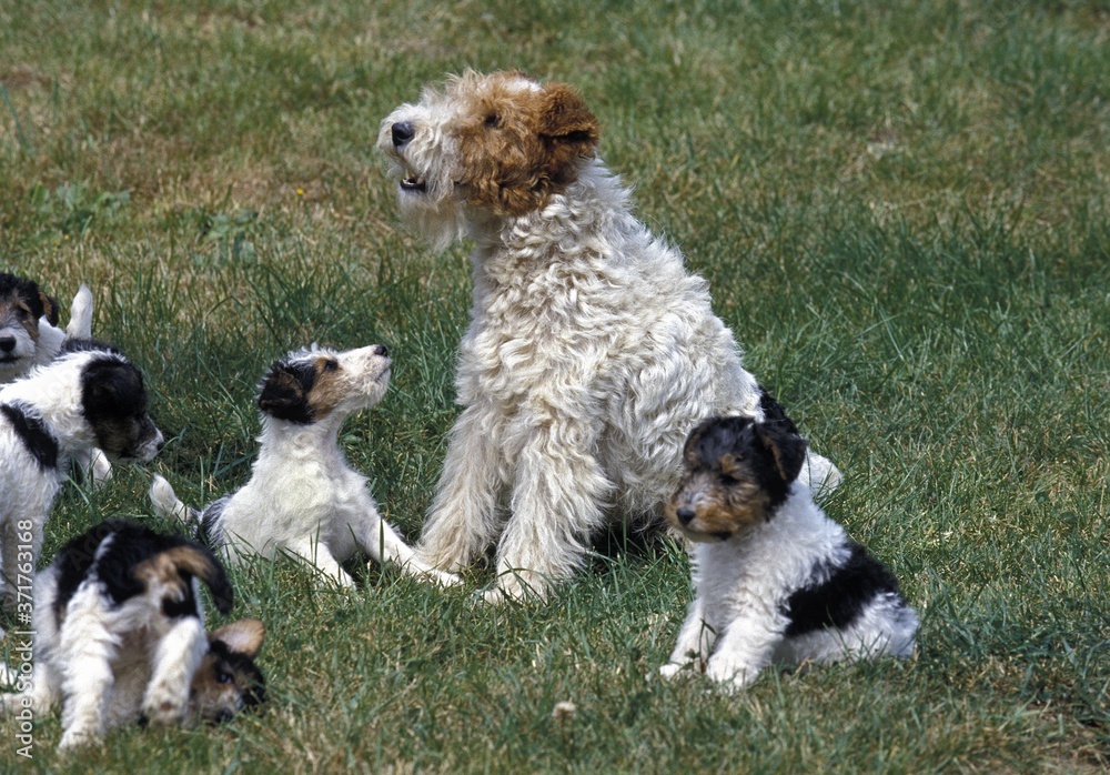 Wire-Haired Fox Terrier, Mother and Pup Wire-Haired Fox Terrier, Mother and Pup