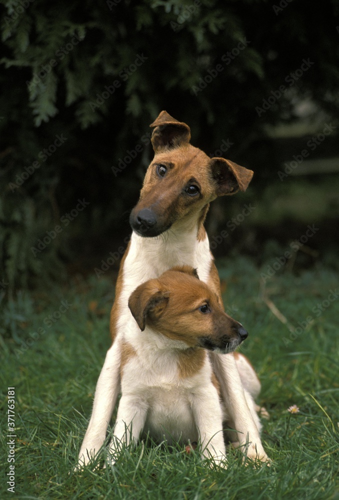 Smooth Fow Terrier Dog, Mother and Pup Smooth Fow Terrier Dog, Mother and Pup