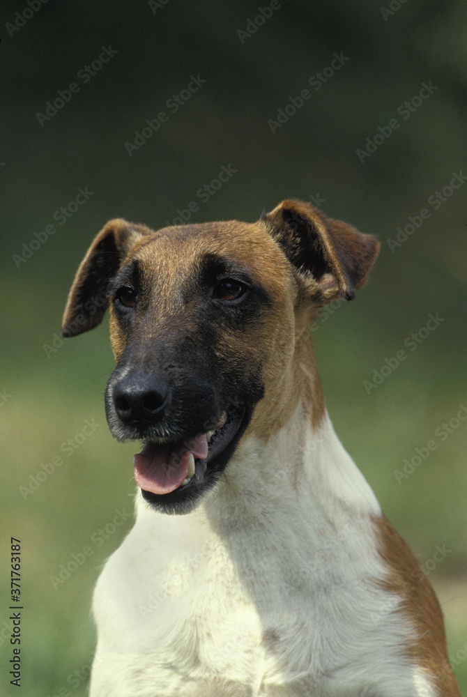 Smooth Fow Terrier Dog, Portrait of Adult Smooth Fow Terrier Dog, Portrait of Adult
