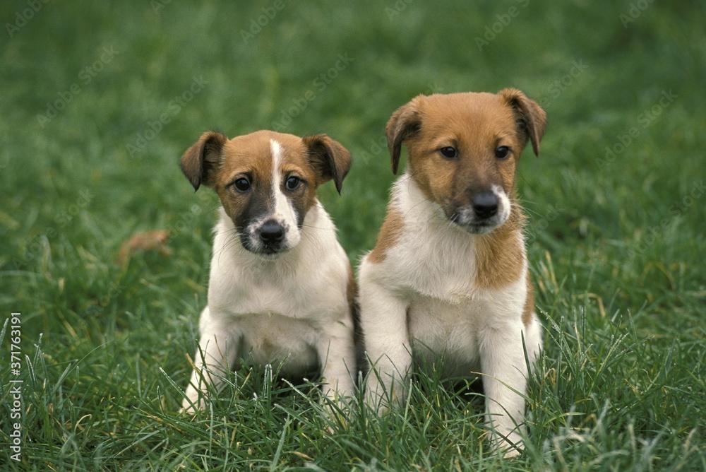 Smooth Fow Terrier Dog, Pup sitting on Grass