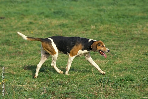 Fotografía English Foxhound Dog standing on grass