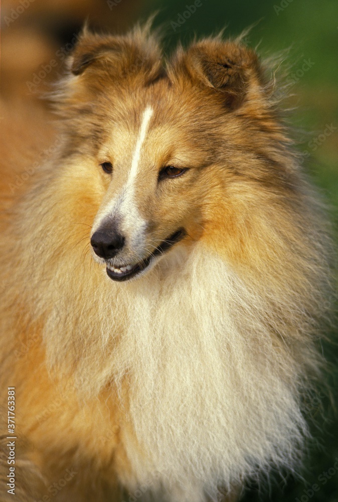Shetland Sheepdog, Portrait of Adult Shetland Sheepdog, Portrait of Adult