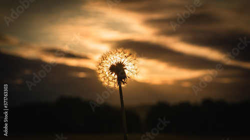 dandelion in the wind