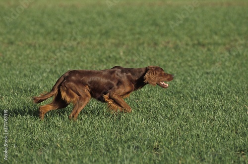 Irish Setter or Red Setter Dog walking in Wheat Field