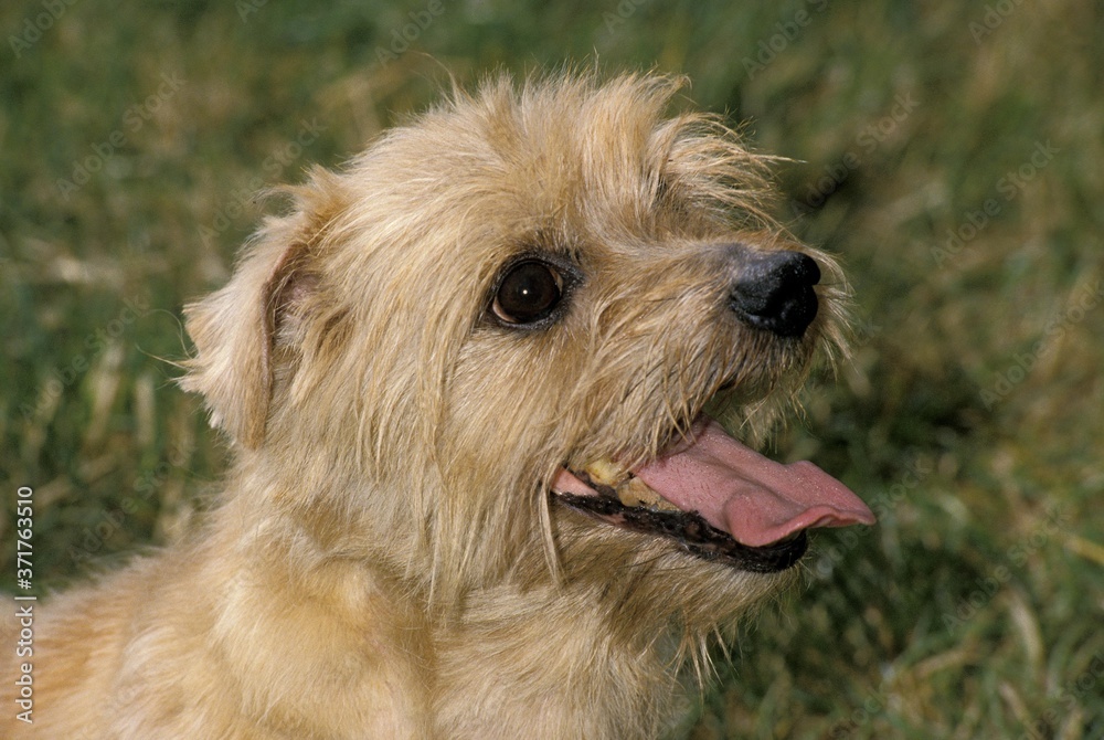 Norfolk Terrier Dog standing on Grass Norfolk Terrier Dog standing on Grass