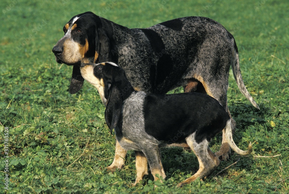 Little Blue Gascony Hound Dog, Male with Pup standing on Grass