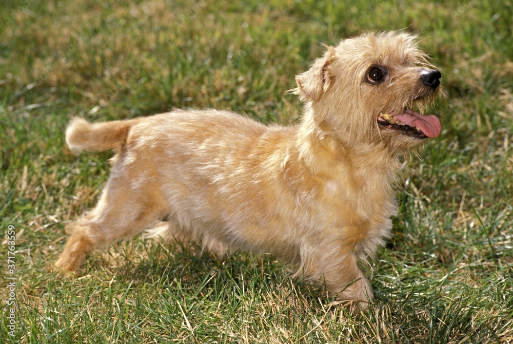 Norfolk Terrier Dog standing on Grass Norfolk Terrier Dog standing on Grass