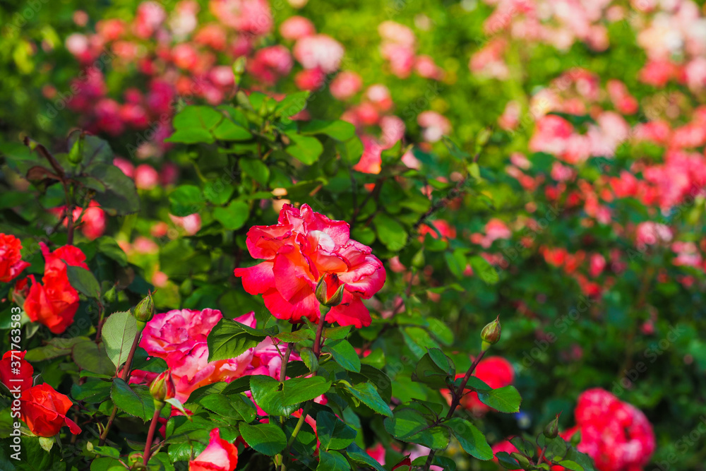 Rose garden. Blooming scarlet and pink roses in the summer garden