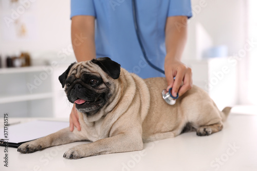 Veterinarian examining cute pug dog in clinic, closeup. Vaccination day