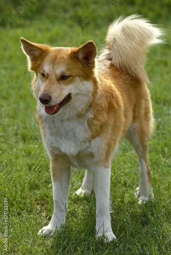Siberian Laika Dog, a Breed from Russia © slowmotiongli