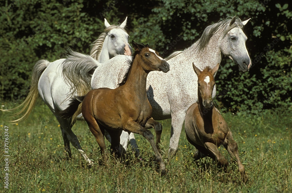 Arabian Horse, Mares and Foals Galloping through Meadow
