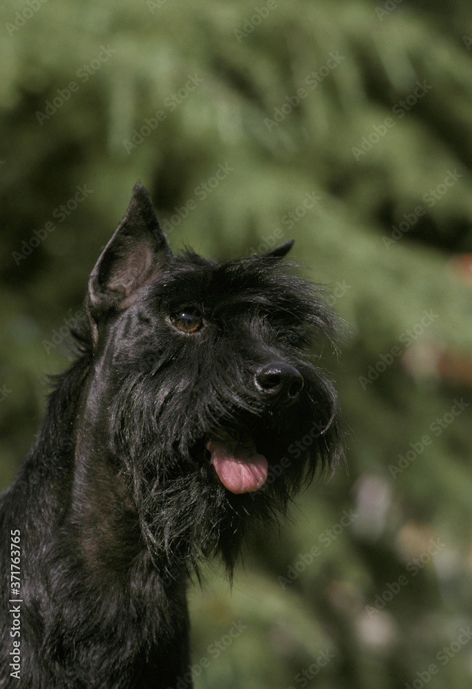 Miniature Schnauzer (Old Standard Breed with Cut Ears) Miniature Schnauzer (Old Standard Breed with Cut Ears)