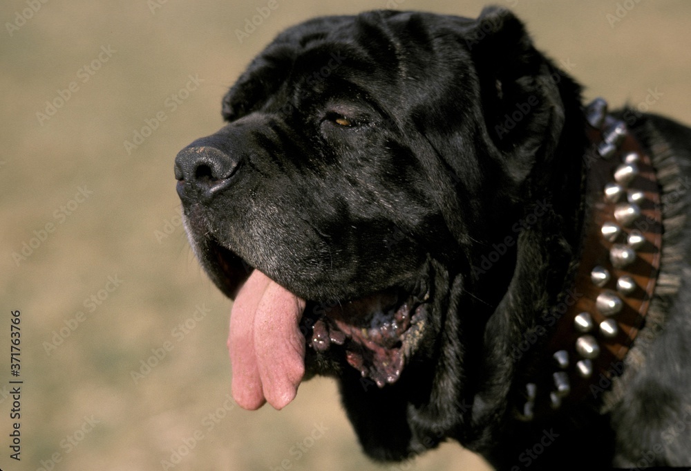 Neapolitan Mastiff Dog, Old Standard Breed with Cut Ears Neapolitan Mastiff Dog, Old Standard Breed with Cut Ears