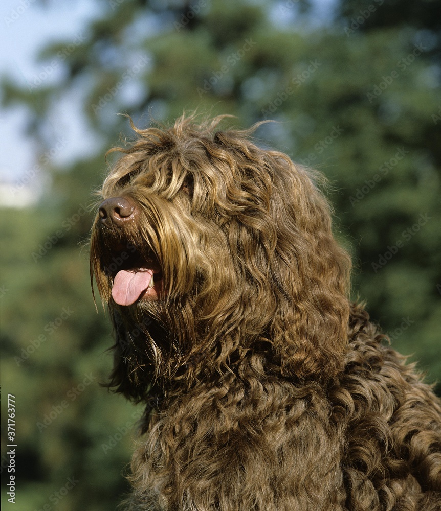 Portrait of Barbet Dog with Tongue out